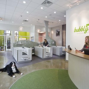 Dog sits on floor in bright colorful self service dog wash and salon