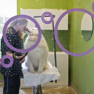 Woman blow dries dog in colorful room behind glass with lots of hair flying about