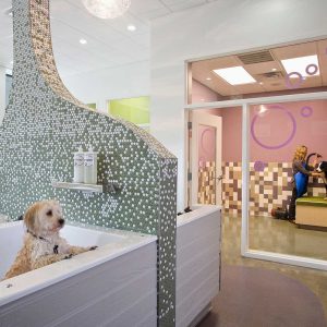 Dog peers out of tub while another dog get dried off by blow dryer